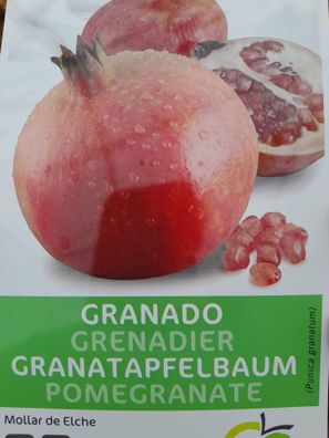 Angebot 2 STÜCK Granatapfel Mollar de Elche 150-190 cm Hochstamm Punica Granatum