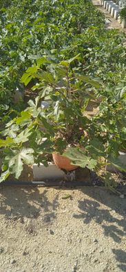 Feige 'Brown Turkey' Busch 5 Liter Topf 50-80 cm - Ficus carica Brown Turkey