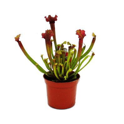 Schlauchpflanze - Sarracenia "Judith" - Fleischfressende Pflanze - 9cm Topf
