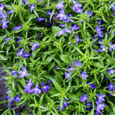 Männertreu hängend - blau - Lobelia richardii - 11cm - Set mit 3 Pflanzen