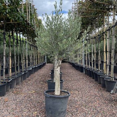 10-jährig Olivenbaum - Olea Europaea - 100 cm - Winterhart bis -18