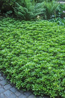 Bodendecker Pachysandra terminalis, Dickmännchen, P 0,5 Winterhart Schatten