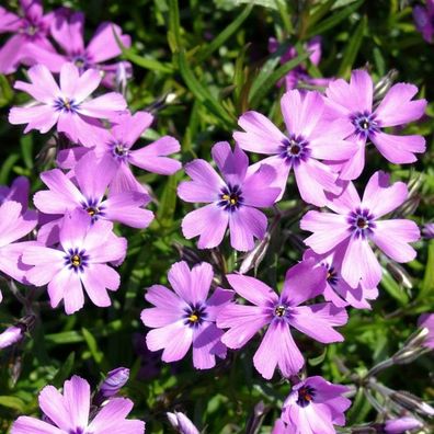 Polster-Phlox ´Purple Beauty´ winterhart Bodendecker Blütenmeer