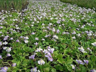 Mazus reptans Kriechender Günsel, Bodendecker, winterhart