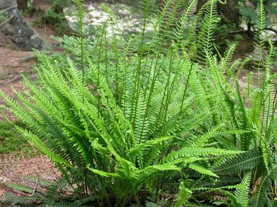 Blechnum penna-marina Alpen-Wald-Farn, winterhart, Bodendecker