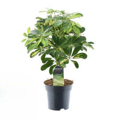 Schefflera Gold Capella - Ø14cm - 50cm - Zimmerpflanze - Immergrün