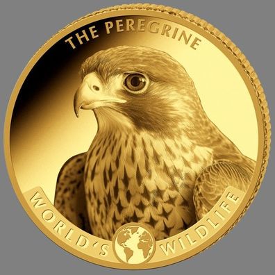 Goldmünze 0,5 Gramm 2024 - World´s Wildlife - Wanderfalke / Peregrine Falcon