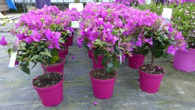 Bougainvillea Stamm ´Grande´ - Tolle mediterrane Blühpflanze auf Stamm 100cm