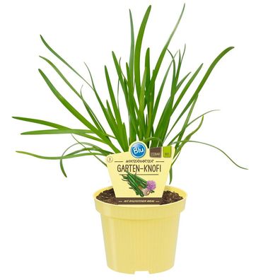 Gartenknofi in BIO-Qualität - Allium Hybride - Kräuterpflanze im 12cm Topf