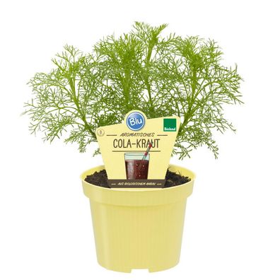 Cola-Kraut in BIO-Qualität - Artemisia abrotanum var. maritima - Kräuterpflanze ...