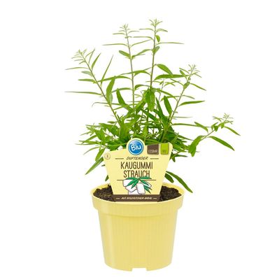 Kaugummistrauch in BIO-Qualität - Lippia polystacha - Kräuterpflanze im 12cm Topf