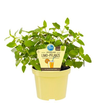 Limonadenpflanze - Limokraut in BIO-Qualität - Agastache mexicana - Kräuterpflanze...
