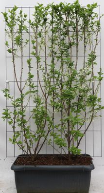 Halesia carolina | Witte sneeuwklokjesboom | Kant-en-Klaar scherm | 120x180cm