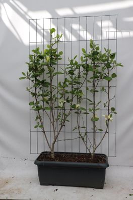 Magnolia 'Solar Flair' | Gele magnolia | Kant-en-Klaar scherm | 120x180cm