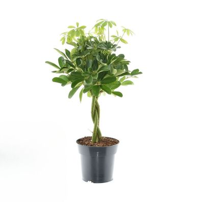 Schefflera Compacta Nora - Ø17cm - 60cm - Zimmerpflanze - Immergrün