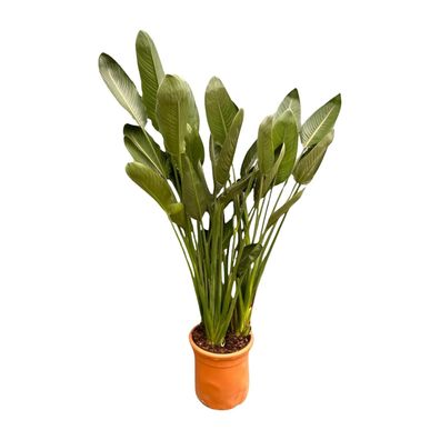 Strelitzia Reginae XL - Ø50cm - 180cm - Zimmerpflanze - Immergrün