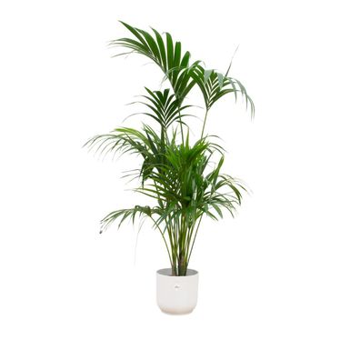 Kentia palm inklusive elho Vibes Fold Round wit - Ø30cm - 180cm - Zimmerpflanze -..