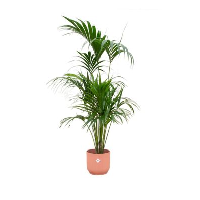 Kentia palm inklusive elho Vibes Fold Round roze - Ø30cm - 180cm - Zimmerpflanze ..
