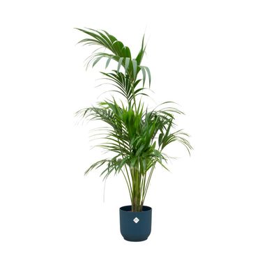 Kentia palm inklusive elho Vibes Fold Round blauw - Ø30cm - 180cm - Zimmerpflanze..