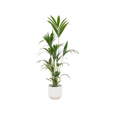 Kentia palm inklusive elho Vibes Fold Round wit - Ø30cm - 160cm - Zimmerpflanze -..