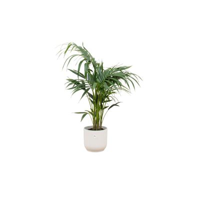 Kentia palm inklusive elho Vibes Fold Round wit - Ø25cm - 130cm - Zimmerpflanze -..