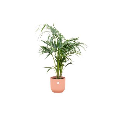 Kentia palm inklusive elho Vibes Fold Round roze - Ø25cm - 130cm - Zimmerpflanze ..