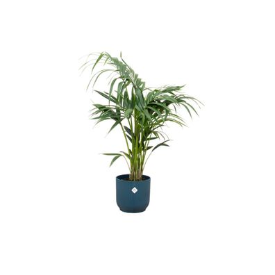 Kentia palm inklusive elho Vibes Fold Round blauw - Ø25cm - 130cm - Zimmerpflanze..