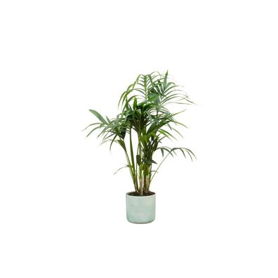 Kentia palm inklusive elho Ocean Round pacifisch groen - Ø22cm - 130cm - Zimmerpf..