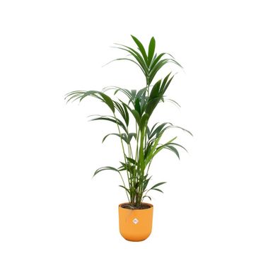 Kentia palm inklusive elho Jazz Round geel - Ø26cm - 160cm - Zimmerpflanze - Anor..