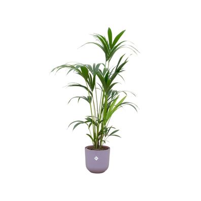 Kentia palm inklusive elho Jazz Round lila - Ø26cm - 160cm - Zimmerpflanze - Anor..
