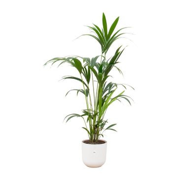 Kentia palm inklusive elho Jazz Round wit - Ø26cm - 160cm - Zimmerpflanze - Anord..