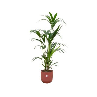Kentia palm inklusive elho Jazz Round rood - Ø26cm - 160cm - Zimmerpflanze - Anor..