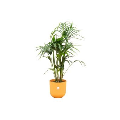 Kentia palm inklusive elho Jazz Round geel - Ø26cm - 130cm - Zimmerpflanze - Anor..