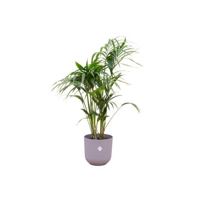 Kentia palm inklusive elho Jazz Round lila - Ø26cm - 130cm - Zimmerpflanze - Anor..