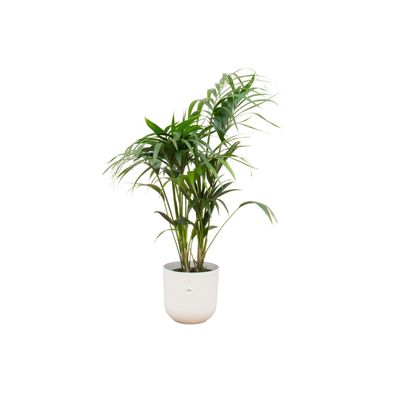 Kentia palm inklusive elho Jazz Round wit - Ø26cm - 130cm - Zimmerpflanze - Anord..