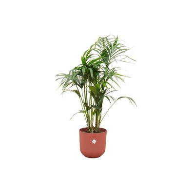 Kentia palm inklusive elho Jazz Round rood - Ø26cm - 130cm - Zimmerpflanze - Anor..