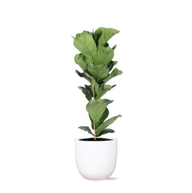 Ficus Lyrata in Boule WIT pot - Ø21cm - 90cm - Zimmerpflanze - Immergrün