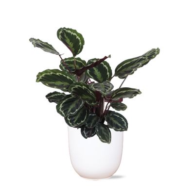 Calathea Medaillon in Boule WIT pot - Ø21cm - 70cm - Zimmerpflanze - Immergrün