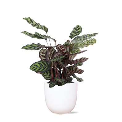 Calathea Makoyana in Boule WIT pot - Ø21cm - 70cm - Zimmerpflanze - Immergrün