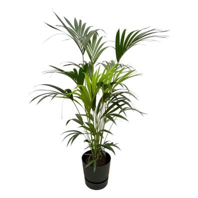 Kentia palm inklusive elho Greenville Round zwart - Ø30cm - 160cm - Zimmerpflanze..