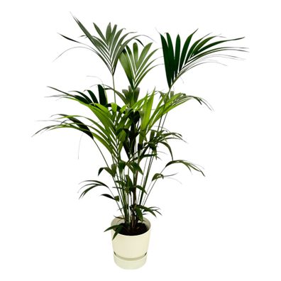Kentia palm inklusive elho Greenville Round wit - Ø30cm - 160cm - Zimmerpflanze -..