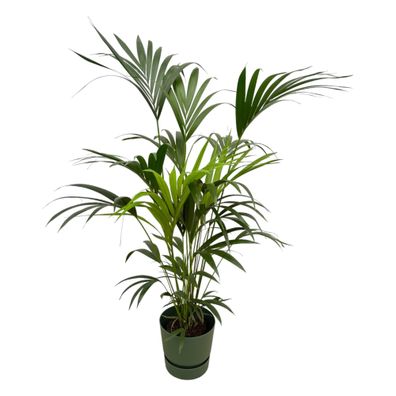 Kentia palm inklusive elho Greenville Round groen - Ø30cm - 160cm - Zimmerpflanze..