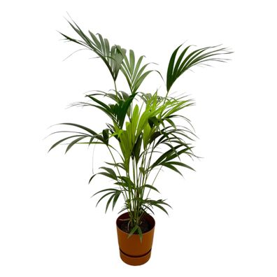 Kentia palm inklusive elho Greenville Round bruin - Ø24cm - 160cm - Zimmerpflanze..