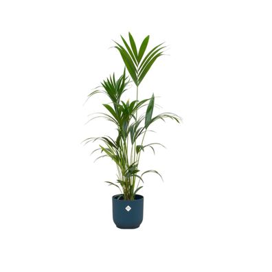 Kentia palm inklusive elho Vibes Fold Round blauw - Ø30cm - 160cm - Zimmerpflanze..