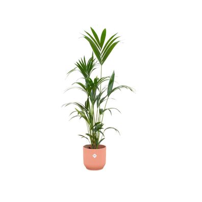 Kentia palm inklusive elho Vibes Fold Round roze - Ø30cm - 160cm - Zimmerpflanze ..