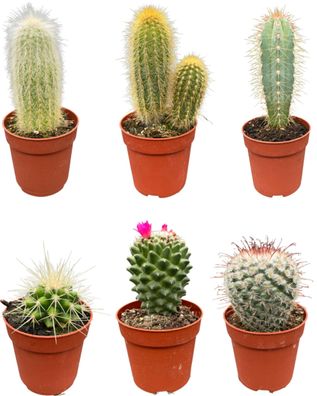 Cactus mix | 6 stuks - Ø6,5cm - 8-15cm - Zimmerpflanze - Immergrün - Multideal -..