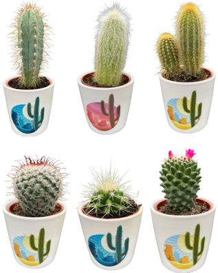 Cactus mix - Rising Sun | 6 stuks - Ø7,5cm - 8-15cm - Zimmerpflanze - Immergrün ..