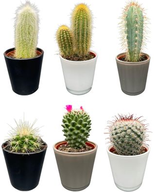 Cactus mix | 6 stuks - Ø7.5cm - 8-15cm - Zimmerpflanze - Immergrün - Multideal -..