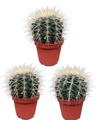 Echiocactus Grusonii - Cactus - Ø10,5cm - 13-17cm - Zimmerpflanze - Immergrün - ..