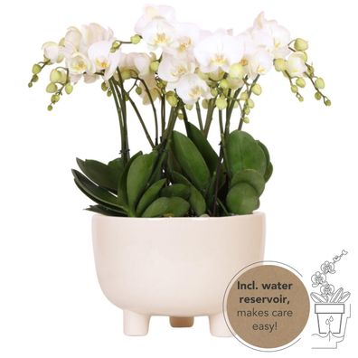 Witte plantenset in Gummy dish incl waterreservoir | drie witte orchideeën | Mono..